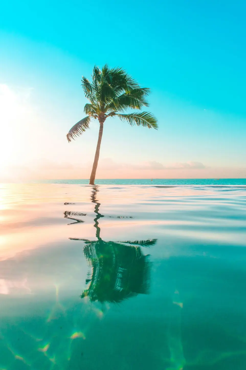 infinity pool in front coconut tree